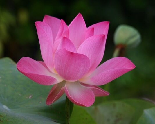 Jak jest po angielsku pęseta? Jak jest po angielsku pęseta?