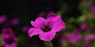 Czy po Płatkach pod oczy nakładać krem? Czy po Płatkach pod oczy nakładać krem?