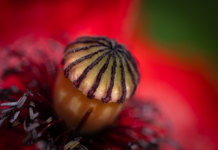 O czym świadczy brak pamięci?