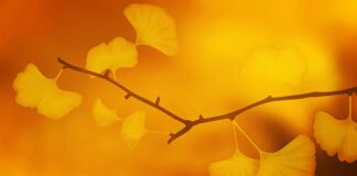 Z czym nie łączyć Ginkgo biloba?