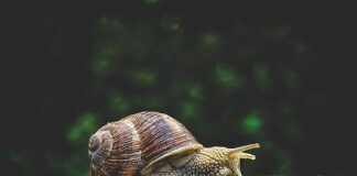 Do czego służą waciki bezpyłowe?