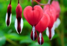 Czym płukać krwawiące dziąsła?