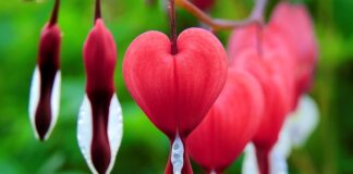 Czym płukać krwawiące dziąsła? Czym płukać krwawiące dziąsła?