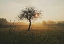 Co zrobić z otwartą rana? Co zrobić z otwartą rana?