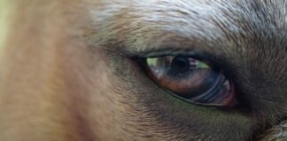 Czy błonę bębenkową widać? Czy błonę bębenkową widać?