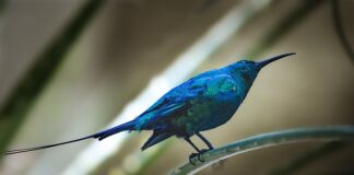 Czy można odmówić przyjęcia faktury elektronicznej?