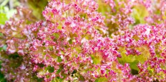 Czy pościeli pranie na lewej stronie?