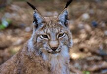 Jak usunąć rysy na szkle domowym sposobem?