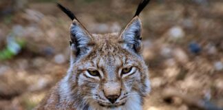 Jak usunąć rysy na szkle domowym sposobem? Jak usunąć rysy na szkle domowym sposobem?