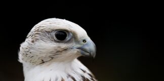 Jak Odmoczyć gazę od rany? Jak Odmoczyć gazę od rany?