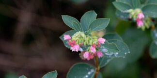 Co rozpuszcza woskowinę w uchu? Co rozpuszcza woskowinę w uchu?