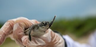 Jaki lek na odbudowę mózgu?