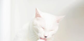 Gdzie boli przy zapaleniu ucha? Gdzie boli przy zapaleniu ucha?