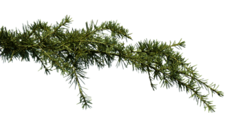 Co kupić w aptece na zatkane ucho?