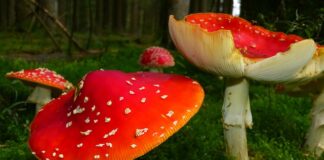 Czy Mucha może wlecieć do ucha?